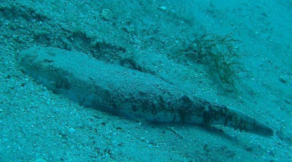 Immersioni nello stretto di Messina